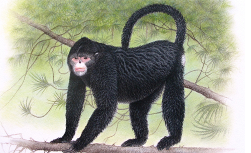 Monkey, Rhinopithecus strykeri: While this species, sporting an Elvis-like hairstyle, is new to science, the local people of Myanmar know it well. Scientists first learned of “Snubby” - as they nicknamed the species - from hunters in Myanmar’s forested, remote, and mountainous (Himalayan) Kachin state in early 2010. Image by and © Martin Aveling/Fauna &amp; Flora International.